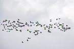 barnacle goose