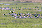 barnacle goose