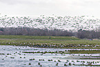 barnacle goose