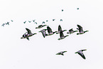 barnacle goose