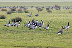 barnacle goose
