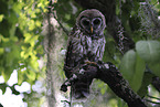 barred owl