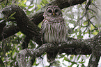 barred owl