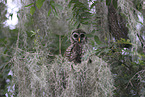 barred owl