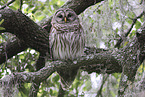 barred owl