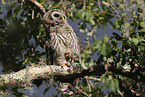 barred owl