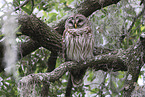 barred owl