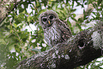 barred owl