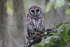 barred owl
