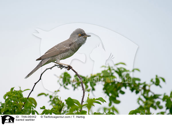 Sperbergrasmcke / barred warbler / THA-06442