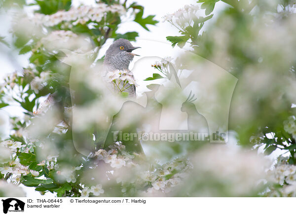 Sperbergrasmcke / barred warbler / THA-06445