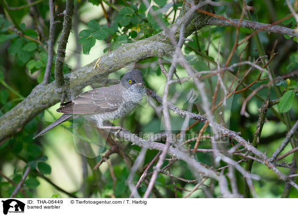 Sperbergrasmcke / barred warbler / THA-06449