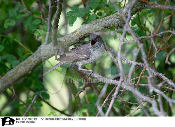 barred warbler / THA-06450