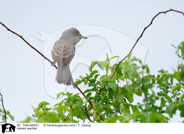 Sperbergrasmcke / barred warbler / THA-06451