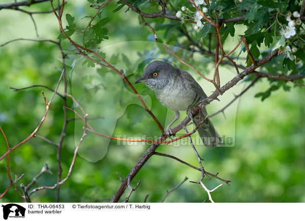 barred warbler / THA-06453