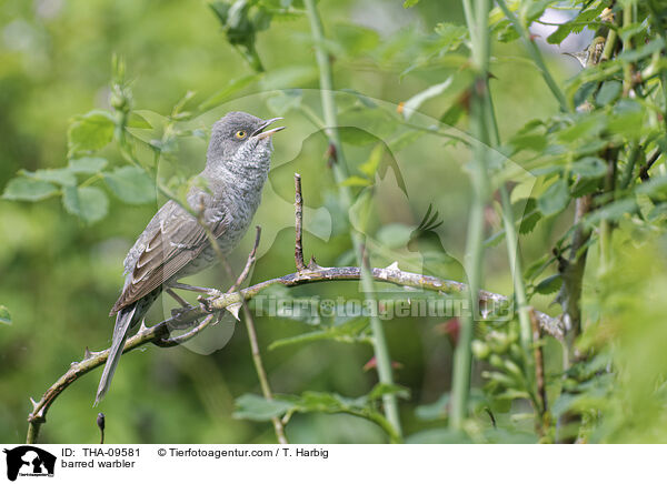 Sperbergrasmcke / barred warbler / THA-09581