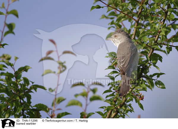 Sperbergrasmcke / barred warbler / THA-11296
