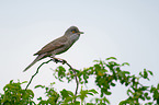barred warbler