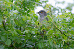barred warbler