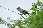 barred warbler