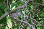 barred warbler