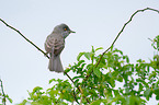 barred warbler