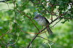 barred warbler