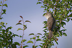 barred warbler