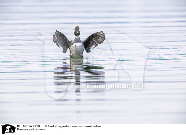 Spatelente / Barrows golden-eye / MBS-27928