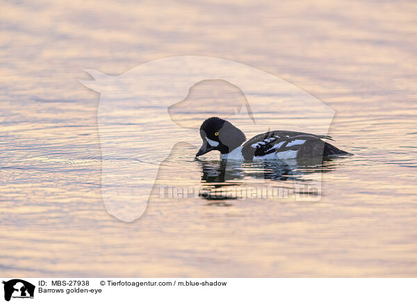 Barrows golden-eye / MBS-27938