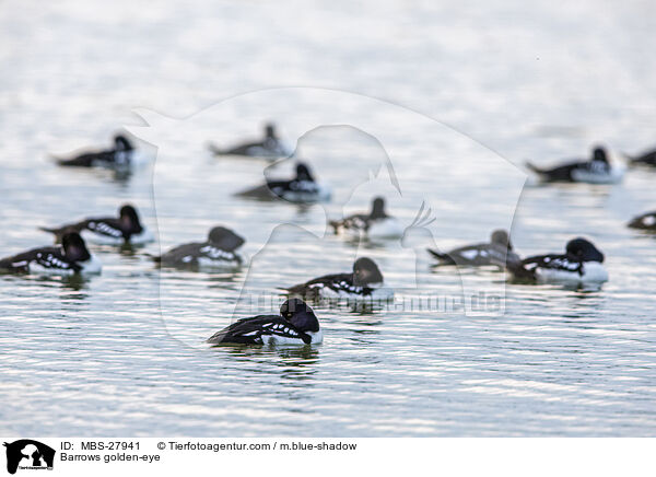 Spatelenten / Barrows golden-eye / MBS-27941
