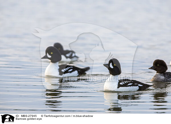 Barrows golden-eye / MBS-27945