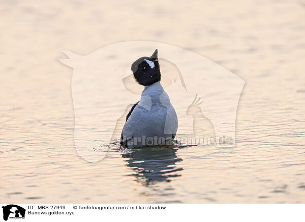 Barrows golden-eye / MBS-27949
