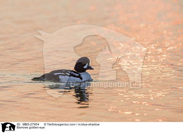 Barrows golden-eye / MBS-27954