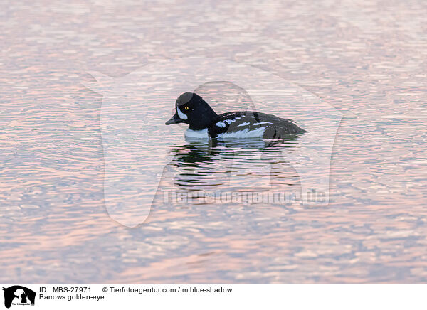 Barrows golden-eye / MBS-27971