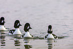 Barrows golden-eye