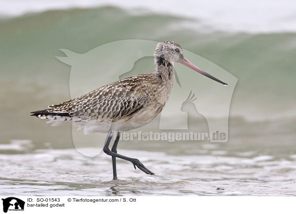 bar-tailed godwit / SO-01543