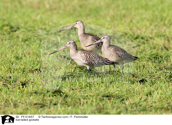 Pfuhlschnepfen / bar-tailed godwits / FF-01857