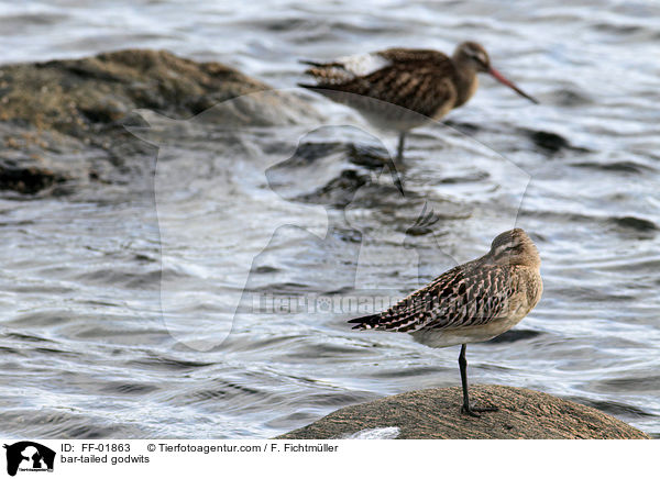 Pfuhlschnepfen / bar-tailed godwits / FF-01863