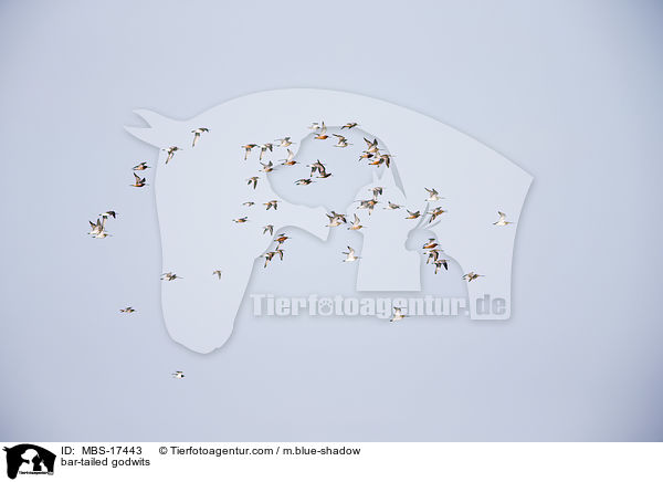 bar-tailed godwits / MBS-17443