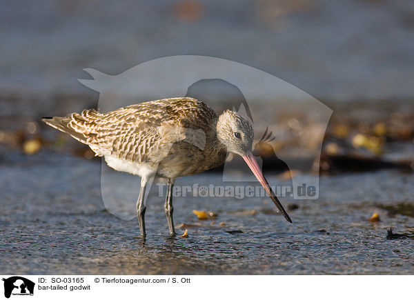 bar-tailed godwit / SO-03165