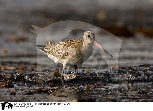 bar-tailed godwit / SO-03166