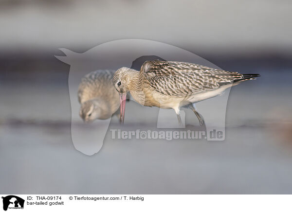 bar-tailed godwit / THA-09174