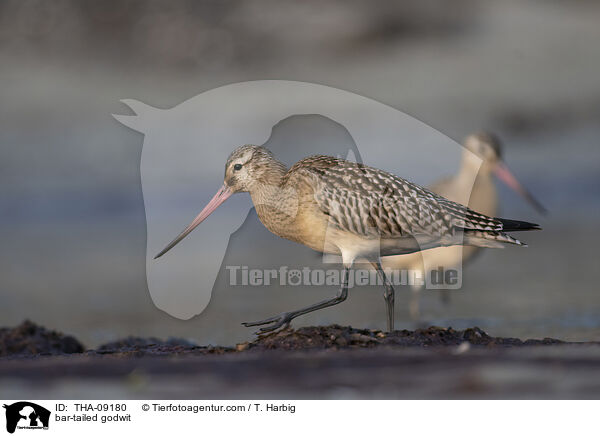 bar-tailed godwit / THA-09180
