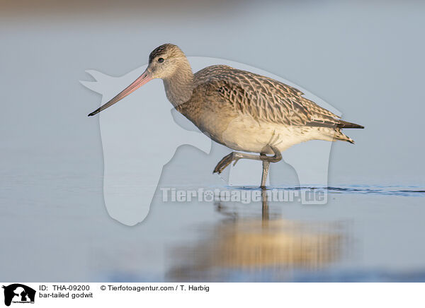 bar-tailed godwit / THA-09200