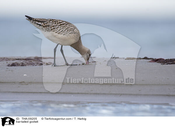 bar-tailed godwit / THA-09205