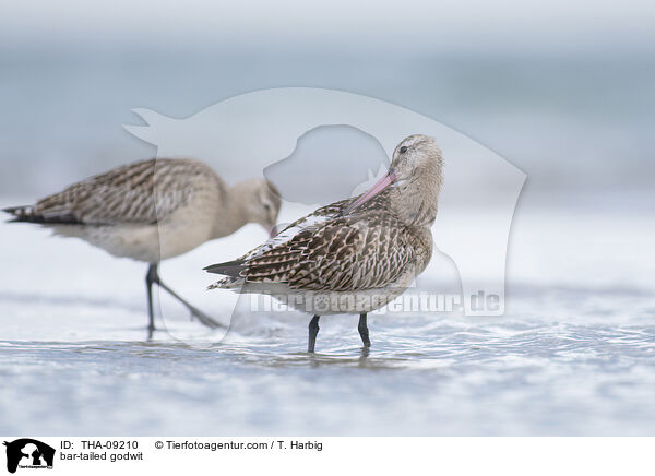 bar-tailed godwit / THA-09210