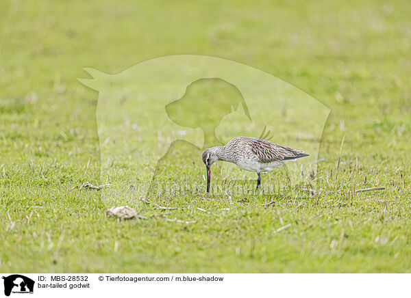 Pfuhlschnepfe / bar-tailed godwit / MBS-28532
