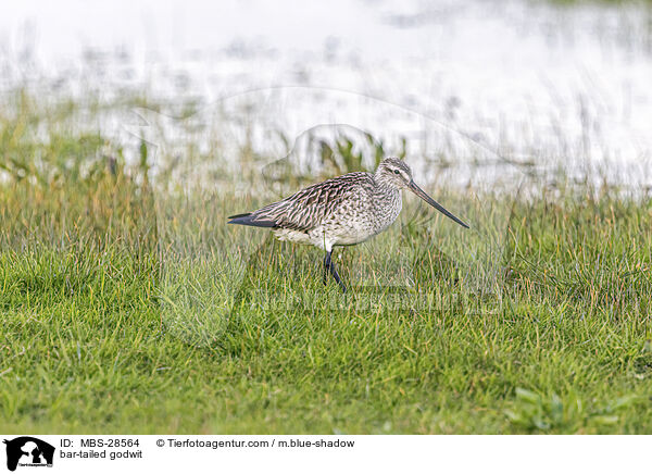 Pfuhlschnepfe / bar-tailed godwit / MBS-28564
