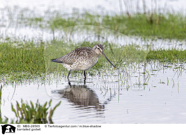 Pfuhlschnepfe / bar-tailed godwit / MBS-28565